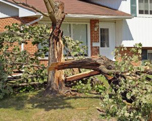 Marshall County Tree Removal