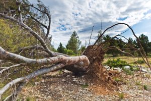 Tree Removal in Matteson IL
