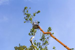 Tree Trimming in Justice IL